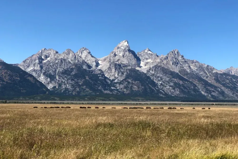 Bison grazing in antelope flats, jackson hole, near grand teton national park.